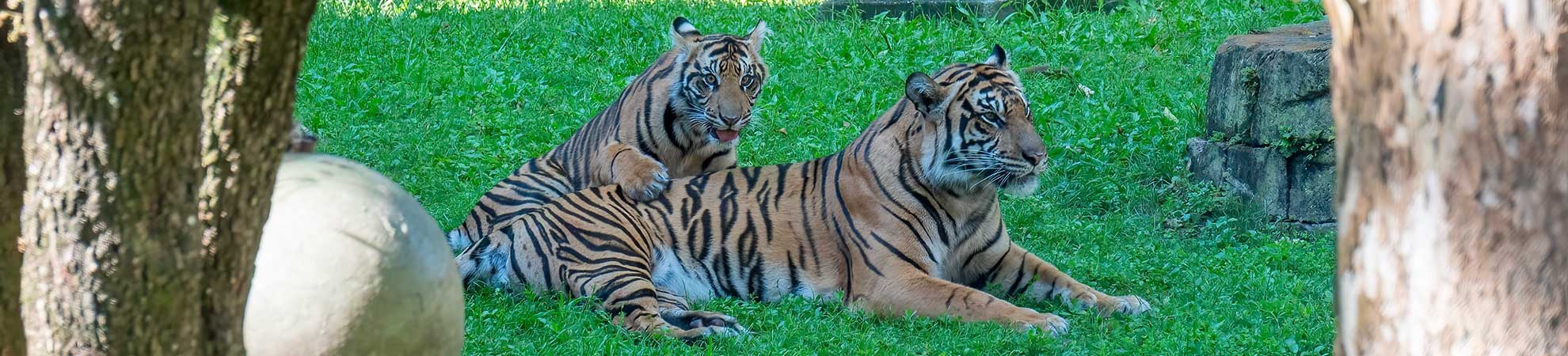 Safari & Vie Sauvage