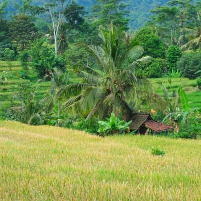 Découverte authentique de l'Est de Bali