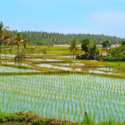 Mengwi, Pelaga et Bedugul