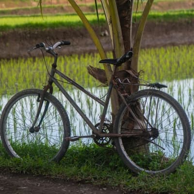 Vélo Ubud