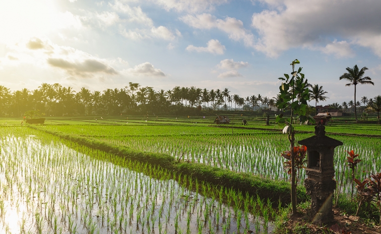 Arrivée à Denpasar et transfert vers Ubud