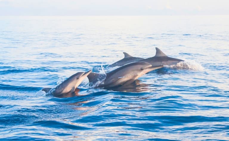 Les dauphins de Lovina